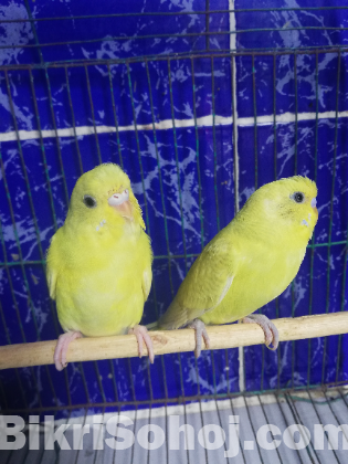 একজোড়া নয়নাভিরাম বাজারিগার পাখি
